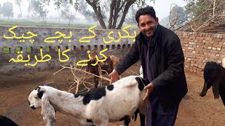 How to check goat pregnancy test | Goat Farming | Mein or Mere Punjab