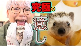 この動画見て癒されない人は人ではありません