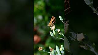 Slow Motion Nikon Z8 4K 120p #shorts #slowmotion #120fps #bee #Nikon #premierepro