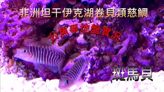 坦干伊克湖慈鯛-斑馬貝公魚爭地盤實況(Neolamprologus similis)