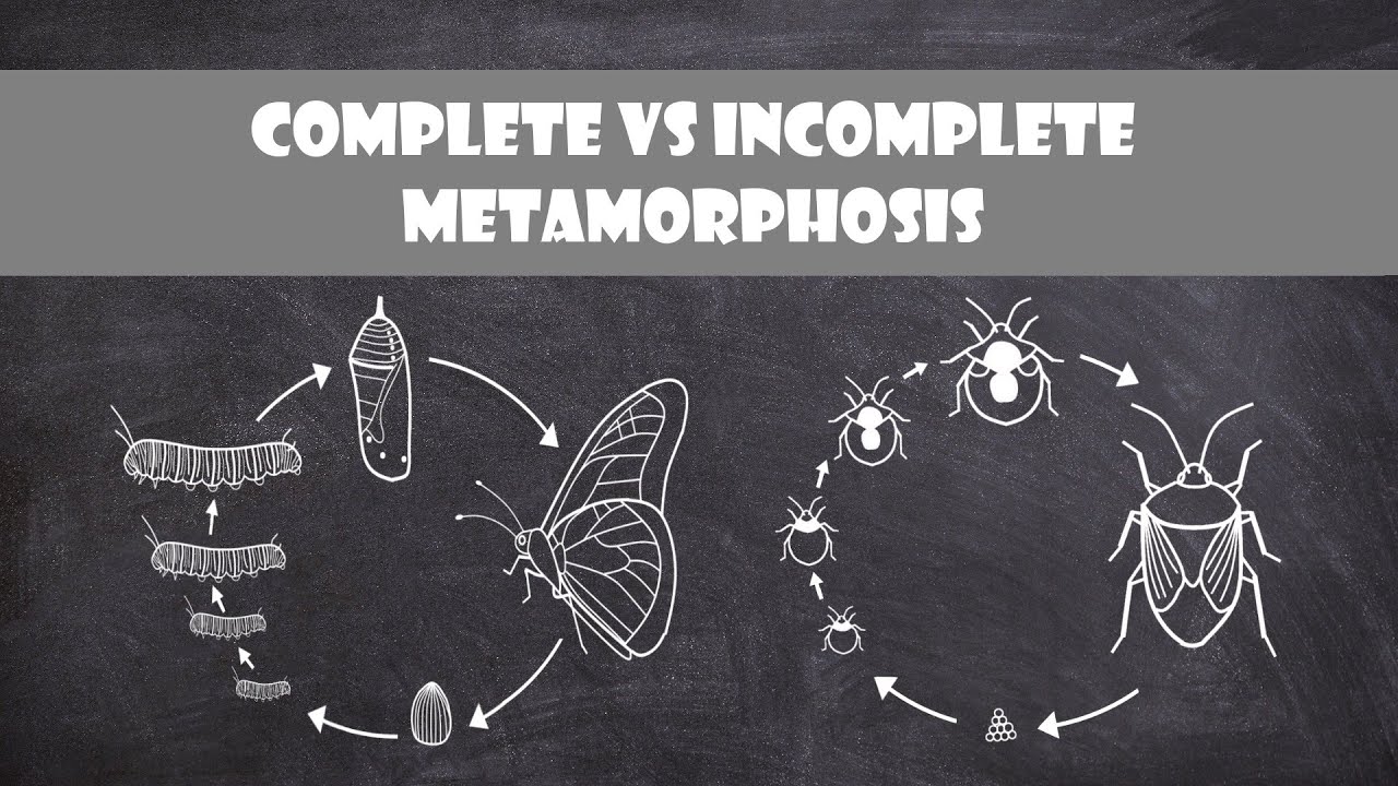 Complete And Incomplete Metamorphosis | Entomology - YouTube