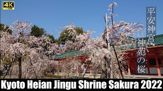 京都･平安神宮 神苑の桜 2022 Cherry Blossoms in Heian Jingu Shrine (Kyoto, Japan)【4K】