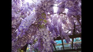 台中武陵農場紫藤之美The beauty of wisteria in Wuling Farm, Taichung, Taiwan