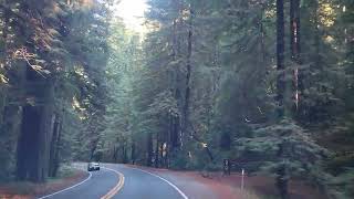 20241015 102732 Miranda CA Logan Road drive through redwoods 2