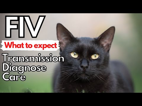 What is the life expectancy of a cat with FIV?