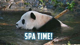 🐼 #Giantpanda Xiao Qi Ji: Spa Time