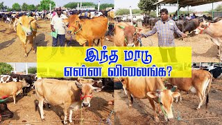 என்ன விலைங்க  இந்த மாடு ? How much this cow  Erode manikandan