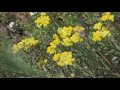 Бессмертник. Лекарственные растения. immortelle. medicinal herbs