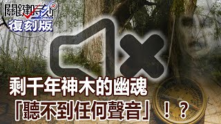 【關鍵復刻版】剩千年神木的幽魂 台灣最恐怖森林「聽不到任何聲音」！？20160314 全集 關鍵時刻｜劉寶傑