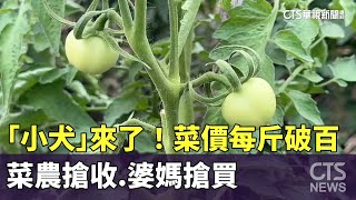 「小犬」來了！　菜價每斤破百　菜農搶收.婆媽搶買｜華視新聞 20231004