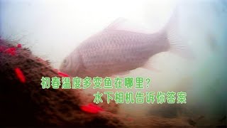 初春温度忽高忽低总空军，鱼藏在哪里还吃不吃饵？水下相机告诉你