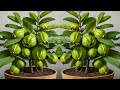 🌿 Ready to grow your own guava tree at home, Best method of propagation and grafting guava tree