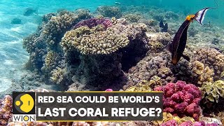 Researchers dive to study coral reefs along Egypt's Rea sea coast | Latest English News | WION News