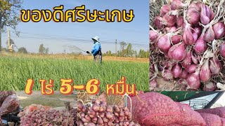 เคล็ดลับปลูกหอมแดง#เกษตรอีสานยุคใหม่ #หอมแดง