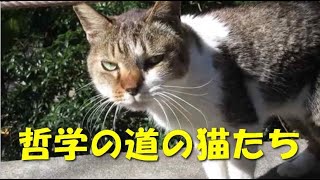 哲学の道の猫たち2025年1月28日　　#哲学の道の猫＃哲学の道＃京都＃KYOTO＃ペット＃観光