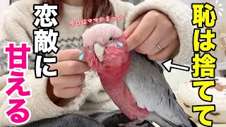 パパが帰って来ないと気づいたオウムが宿敵のママに甘えてこうなりましたww【モモイロインコ】