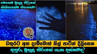 වතුරට අත දැම්මොත් නිල් පාටින් දිලිසෙන අපූරු මුහුදු තීරයන්! - MindSpot