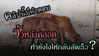 วิธีทำให้วัวหลังคลอดกลับสัดเร็วภายใน2เดือน รีบๆดูกันเลย