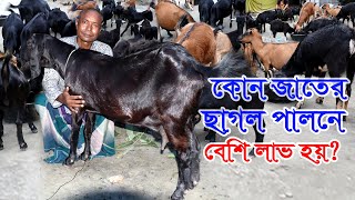 ছাগলের খামার | বানিজ্যিক ছাগল পালনে কেমন লাভ হয় | দেশি ক্রস  ব্ল্যাক বেঙ্গল ও রাম ছাগল পালন পদ্ধতি