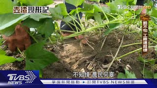 《毒渣現形記》直擊農作物戴奧辛超標!嚴查環境 如何自保