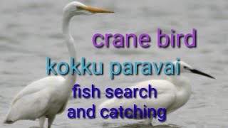 கொக்கு ஆற்றில் மீன் பிடித்தல் Kokku paravai crane bird fish catching river