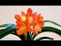 君子兰的种植方法 Clivia Care