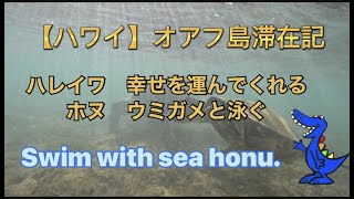 【ハワイ】オアフ島滞在記　ハレイワビーチで幸せを運ぶホヌ　ウミカメと泳ぐ　Swim with sea honu