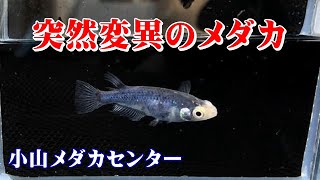 突然変異のメダカを記録的に撮影【メダカ専門店　小山メダカセンター】