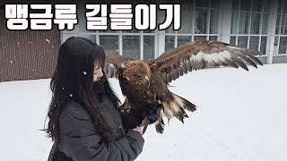 무시무시한 거대 맹금류를 훈련하는 조금 독특한 방법이네요 ㅎㅎ