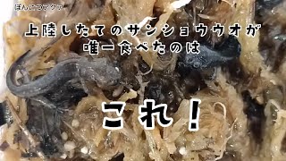 サンショウウオ餌付きました★