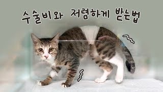 고양이 중성화 수술 \u0026 눈 수술 했어요 (+ 중성화 저렴한 병원 정보)