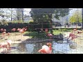 上野動物園 ベニイロフラミンゴ