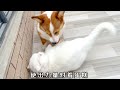 🥰萌宠vlog🐶🐱自从小奶猫和小柯基拜了把子，家里再也没有猫敢欺负它了！【胖胖家的猫】