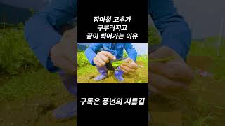 장마철 고추농사에 중요하고 결핍되기 쉬운 원소