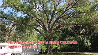 Historic Tree Being Cut Down In Otter Creek Fl Sad To See It Go But It's The Tree Or Somebodys Home!