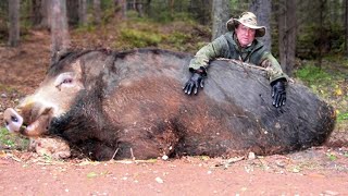 What Happens When a Wild Boar Crosses with a Domestic Pig. The Invasion of Super Pigs After 50 Years