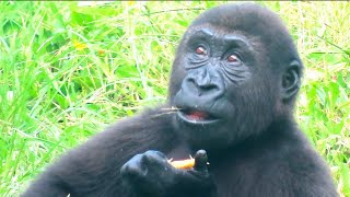 小金剛Ringo與Jabali都吃爸爸的芒果核Ringo and Jabali both eat dad's mango core#金剛猩猩 #gorilla