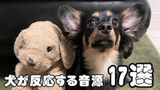 【チワックス】犬が反応する音🎵17選✨