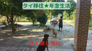 2023年2月25日(土)  舞台はタイの田舎町。犬がご飯を食べてる場面が多めの日常風景です。