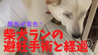 『白柴子犬』紫色の顔？！　柴犬ラン生後約６ヶ月、避妊手術をする。術後1週間の経過。　＃柴犬#犬避妊手術