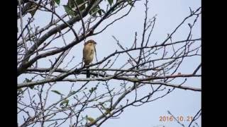 (2016.10.21)　青葉の森公園　異常を感知してました。