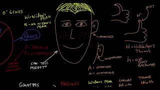 Genotype and Phenotype