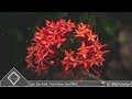 Sam Feldt - Post Malone (feat RANI)