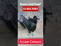 ayam cemani chickens shorts ayam rooster