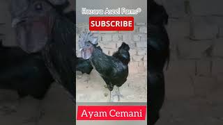 Ayam Cemani Chickens #shorts #ayam #rooster