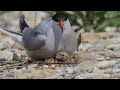 the common tern sterna hirundo