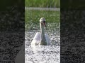 wild mute swan in swimming in pond mute swan wild bird beautiful nature pond lake ha59255