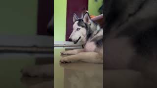 പട്ടി ഉണ്ട് സൂക്ഷിക്കുക! Beware Of Dogs ! #husky #dog #huskydog #doglover #viral #kerala