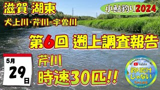 【小鮎釣り2024・第６回調査】芹川時速30匹！！滋賀、湖東三川（芹川・犬上川・宇曽川）の小鮎釣りおよび遡上調査。これを見れば、湖東地区の今がわかる。滋賀に釣行に行く前に見る動画。