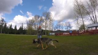 Prodogz Dog Training: Basic obedience, behavior modification, competitive obedience \u0026 much more.